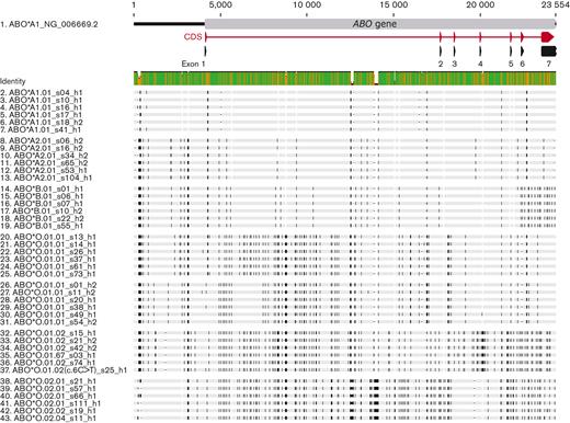 Alignment of a random subset of haplotype sequences highlighting distinct sequence patterns of ABO groups. For each ABO group, 6 haplotype sequences were randomly picked. For the subgroup ABO∗O.01.01, we show 6 sequences for both subgroups (g1 and g2) observed in the phylogenetic tree (Figure 3) and haplotype network (Figure 4). Black bars on the haplotype sequences highlight positions that are different to the ABO reference sequence (NG_006669.2). The identity graph (Identity) above the sequences indicates the mean pairwise identity over all sequence pairs by gene position; green represents 100% identity, orange identity between 30% and 99%, and red identity <30%. The ABO gene structure is provided at the top of the graph for orientation purpose.