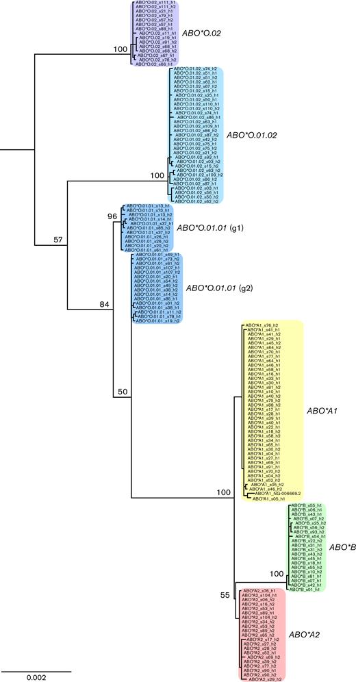 Maximum-likelihood phylogenetic tree based on the entire ABO gene locus. All ABO groups form distinct evolutionary clades with an additional split of ABO∗O.01.01 into 2 subgroups (g1 and g2). Bootstrap support is provided for main branching points. The tree was rooted with central chimpanzee sequence (not shown).