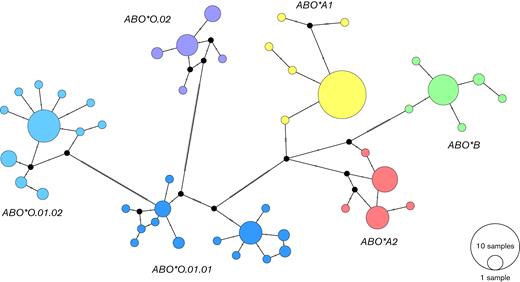 Median-joining haplotype network inferred from all 154 ABO sequences. Phylogenetic network showing the evolutionary relationships among ABO haplotypes. Each circle represents a unique haplotype with the size being proportional to the number of sequences represented. Haplotype circles are colored according to the ABO allele groups; black dots represent missing intermediate haplotypes (ie, unsampled, likely ancient haplotypes). Mutational steps between haplotypes are displayed as hatch marks along the connection lines. The length of the connection lines is not scaled by phylogenetic distance.
