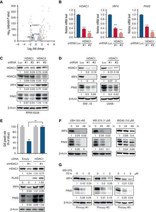 The knockdown or inhibition of HDAC1 downregulates IRF4 and PIM2 expression in MM cells. (A-D) RPMI 8226, MM.1S, U266 cells were transduced with shLuc (control shRNA targeting luciferase), shHDAC1 (#1, #2), or HDAC3 (#1, #2). Total RNA or whole cell lysates were extracted from transduced cells, followed by each assay. (A) RNA-seq was performed using the RNAs extracted from HDAC1-knockdown (shHDAC1 #1) or control RPMI 8226 cells. RNA-seq expression data shows as a volcano plot selected based on >20.5-fold changes (x-axis) with adjusted P < .05 (y-axis). (B) Total RNA extracted from HDAC1-knockdown RPMI 8226 cells was subjected to Q-PCR. GAPDH served as an internal control. Values represent the amount of mRNA relative to shLuc control, defined as 1. Error bars show the standard deviation (SD) of triplicates. ∗∗∗P < .001 from the control; the Tukey-Kramer multiple comparison test. (C-D) The whole cell lysates extracted were subjected to immunoblotting using the indicated antibodies. β-Actin served as a loading control. (E) RPMI 8226 cells were transduced with either HDAC1-FLAG cDNA or Empty as a control by a retrovirus. Cells were further transduced with either shHDAC1 #1 (targeting 3′ UTR of HDAC1) or shLuc. After puromycin selection, cell viability for 48 hours was assessed by the CCK-8 assay. The cell growth rate in RPMI 8226 cells induced Empty or HDAC1-FLAG cDNA with the shLuc set as 100% for control. ∗∗P < .01 significantly different from the transduced cells with Empty cDNA with shHDAC1; the Tukey-Kramer multiple comparison test. The whole cell lysates extracted were subjected to immunoblotting using indicated antibodies. β-Actin served as a loading control. (F-G) RPMI 8226 cells (F) and primary CD138-positive cells (G) were treated with LBH589, MS-275, or BG45 at the indicated concentration and time course, and whole cell lysates were then extracted from treated cells and subjected to immunoblotting using the indicated antibodies. β-Actin served as a loading control. Relative expression levels of each target, which are normalized to its loading control, are shown below for each immunoblotting image.