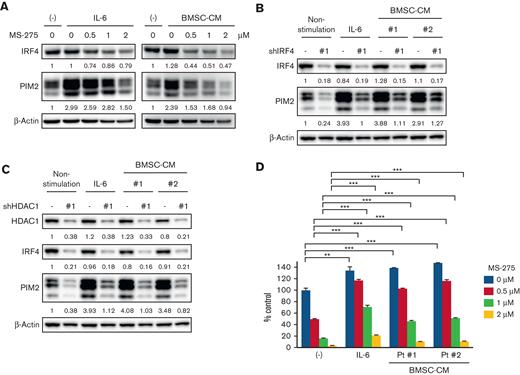 PIM2 expression is regulated not only by the intrinsic axis, but also by extrinsic stimulations in MM cells. (A) MM.1S cells were treated with MS-275 at the indicated concentration in the presence of 10 ng/mL of IL-6 or patient-derived BMSC-CM (20% of total cell culture media) for 48 hours. The whole cell lysates extracted were subjected to immunoblotting with the indicated antibodies. (B-C) MM.1S cells were transduced with shLuc, shIRF4 (#1) (B), or shHDAC1 (#1) (C). Transduced cells were stimulated or cocultured with IL-6 (10 ng/mL) or BMSC-CM (20% of total cell culture media) for 48 hours, and whole cell lysates were then extracted. Lysates were subjected to immunoblotting using the indicated antibodies. β-Actin served as the loading control. Relative expression levels of each target, which are normalized to its loading control, are shown below for each immunoblotting image. (D) MM.1S cells were treated with MS-275 at the indicated concentration in the presence of IL-6 (10 ng/mL) or BMSC-CM (20% of total cell culture media) for 48 hours. Cell viability was assessed by the CCK-8 assay. Error bars show the SD of triplicates. ∗∗P < .01, ∗∗∗P < .001 significantly different from each condition of the MS-275 treatment (0, 0.5, 1, and 2 μM) in the absence of IL-6 or BMSC-CM; the Tukey-Kramer multiple comparison test.