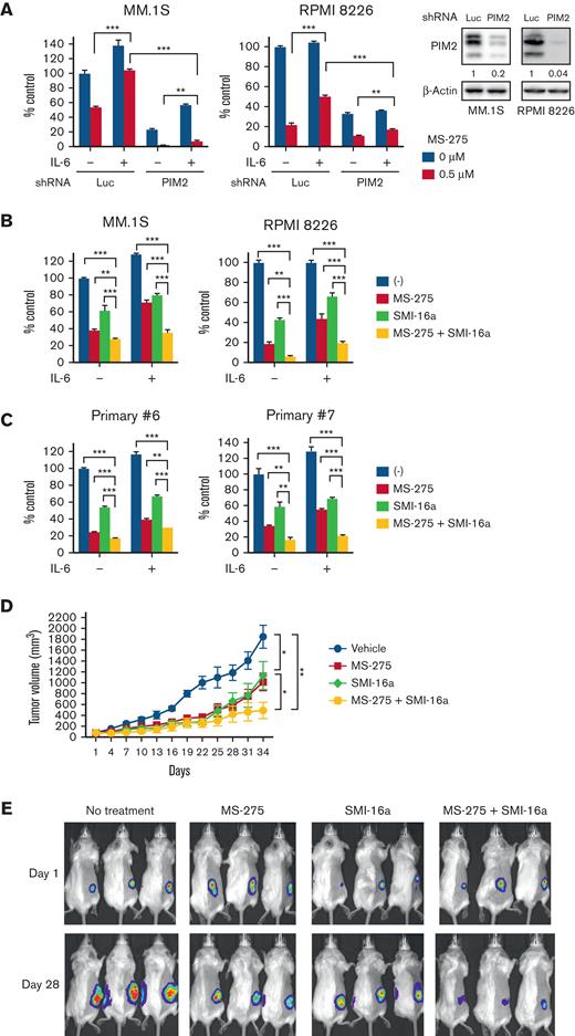 Class I HDAC and PIM inhibition cooperatively suppresses MM cell growth in vitro and in vivo. (A) MM.1S or RPMI 8226 cells were transduced with shLuc or shPIM2 (#1). Transduced cells were treated with or without MS-275 (0.5 μM) in the presence or absence of IL-6 (10 ng/mL) for 48 hours, and cell viability was then assessed by the CCK-8 assay. Lysates extracted from transduced cells after puromycin selection were subjected to immunoblotting using the indicated antibodies. β-Actin served as a loading control. Relative expression levels of each target, which are normalized to its loading control, are shown below for each immunoblotting image. Error bars show the SD of triplicates. ∗∗P < .01, ∗∗∗P < .001 significantly different from the shLuc or shPIM2 condition with the MS-275 treatment; the Tukey-Kramer multiple comparison test. (B-C) MM.1S, RPMI 8226 (B), and primary CD138-positive cells (C) were treated with or without MS-275 (0.5 μM), SMI-16a (50 μM), or their combination in the presence or absence of IL-6 (10 ng/mL) for 48 hours. Cell viability was assessed by the CCK-8 assay. Error bars show the SD of triplicates. ∗∗P < .01, ∗∗∗P < .001; the Tukey-Kramer multiple comparison test. (D) After the development of measurable tumors (>50 mm3), cohorts were treated for 3 weeks with the vehicle control (n = 8; blue line), 3.5 mg/kg MS-275 3 days a week (n = 8; red line), 20 mg/kg SMI-16a 5 days a week (n = 8; green line), or 3.5 mg/kg MS-275 3 days a week with 20 mg/kg SMI-16a 5 days a week (n = 9; yellow line). Tumor growth was monitored with caliper measurements every 3 days. Error bars show the SEM of tumor volumes in each group. ∗P < .05 (control vs MS-275, SMI-16a vs MS-275 plus SMI-16a), ∗∗P < .01 (control vs MS-275 plus SMI-16a) on day 34; the Tukey-Kramer multiple comparison test. (E) Images show representative in vivo images, ordered from left to right: vehicle control, MS-275, SMI-16a, and the combination group of MS-275 with SMI-16a at the time of treatment on days 1 and 28.