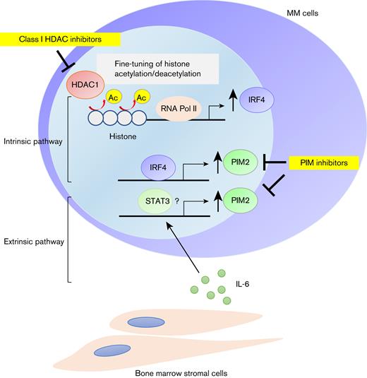 PIM2 is overexpressed in MM cells through the intrinsic HDAC1-IRF4 pathway and further enhanced by exogenous stimuli including IL-6. Schema of the regulatory mechanisms of PIM2 in MM cells.