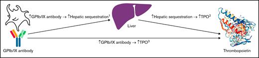Interplay between GPIb/IX antibodies, platelet hepatic sequestration, and TPO levels in patients with chronic and nonsplenectomized ITP with severe thrombocytopenia.1Association found between GPIb/IX antibody levels and increased hepatic sequestration of platelets. 2Association found between hepatic sequestration and increased TPO levels. 3Direct association between GPIb/IX antibody levels and increased TPO levels.