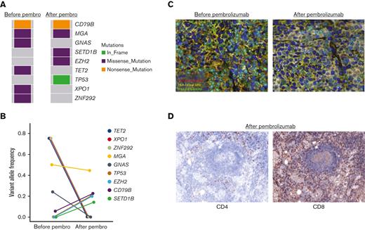 Mutational profile and HLA tumor cell expression before pembrolizumab treatment and at disease relapse following an initial CR in a participant with DLBCL. (A) Comparison of the tumor mutational profile of a DLBCL tumor before pembrolizumab and at the time of relapse after a 1-year CR. (B) Line plot demonstrating changes in variant allele frequency of lymphoma driver mutations before pembrolizumab treatment and at the time of acquired resistance to pembrolizumab. (C) Multiparameter immunofluorescence staining revealing decreased HLA-I expression on Pax5+ tumor cells at the time of pembrolizumab relapse compared with baseline in the participant with DLBCL, with an acquired EZH2 mutation at disease progression. (D) Degree of tumor infiltration by CD4+ and CD8+ T cells at the time of pembrolizumab progression as assessed by IHC.