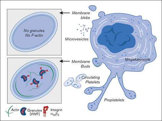 Schematic of 2 platelet production mechanisms and MK membrane structures in bone marrow. Bone marrow MKs release platelets via 2 distinct mechanisms: (1) Proplatelets: long and irregularly shaped cytoplasmic protrusions that extend from the surface of MKs into sinusoids. Proplatelets can undergo further fragmentation prior to being converted into circulating platelets; and (2) Membrane buds: platelet-sized membrane protrusions directly released from the MK surface into sinusoids. Budding MKs are more frequently detected (70%-80%) in the bone marrow than proplatelets (2%). Buds are membrane structures distinct from MK membrane blebs and MVs. Buds contain typical platelet granule proteins (VWF) as well as internal CD41 (integrin αIIbβ3) and filamentous actin, all of which are absent in blebs and microvesicles. Created using BioRender.com.