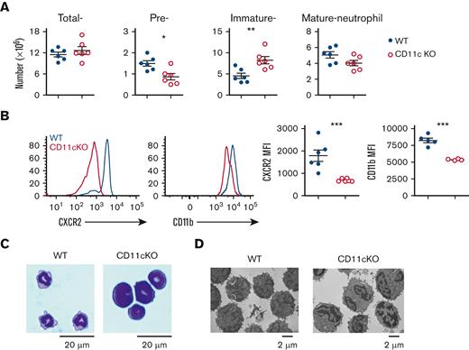 CD11c deficiency leads to impaired neutrophil maturation. (A) Number of total neutrophils, preneutrophils, and immature and mature neutrophils in the BM of WT and CD11c KO mice. Data are mean ± SEM of 3 experiments. (B) Maturation of splenic neutrophils. Left, representative histogram overlay analysis by flow cytometry; right, data are mean ± SEM of mean fluorescence intensity (MFI) of 3 experiments. (C-D) Giemsa staining and electron microscopy images of WT and CD11c KO BM neutrophils. Representative images of 3 independent experiments with the same pattern. SEM, standard error of the mean.
