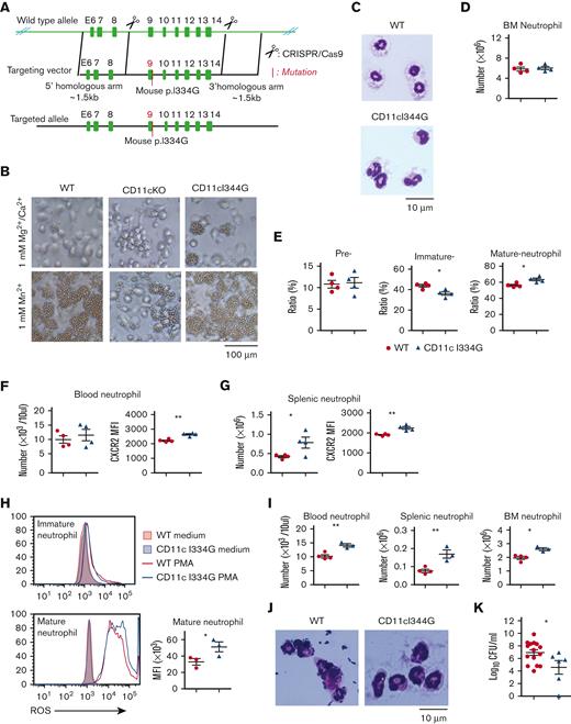 Constitutive activation of CD11c enhances neutrophil maturation and functions. (A) Scheme showing the strategy for creating the constitutively active CD11c KI mice (CD11cI334G). (B) Rosetting assay confirming the constitutive activation of CD11c molecule in CD11cI334G mice. Magnesium/calcium ions (1 mM) nonactivating condition, 1 mM manganese ions activating condition. (C) Giemsa staining of BM neutrophils. (D) Total BM neutrophil count. (E) Ratios of preneutrophils and immature and mature neutrophils. (F) Cell number and CXCR2 expression of blood neutrophils. (G) Cell number and CXCR2 expression of splenic neutrophils. (H) ROS detection in immature and mature neutrophils from naive WT and CD11c I334G mice. Left: representative flow cytometry overlay plot; right: data from 3 independent experiments. Cells from 3 to 4 mice were pooled together as 1 biological sample. (I) Neutrophil counts in the blood, the spleen, and the BM from WT and CD11cI334G mice, 6 hours after IV LPS stimulation. (J-K) WT and CD11c I334G mice were challenged intraperitoneally with E coli (1 × 108 colony-forming units) and sacrificed 6 hours later. (J) Giemsa staining of peritoneal neutrophils. (K) Bacterial loads of peritoneal cavity. ∗P < .05, ∗∗P < .01.