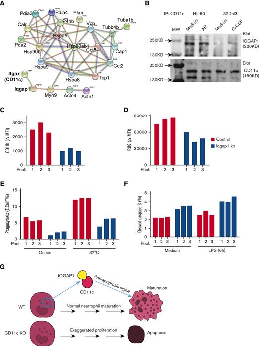 IQGAP1 interacts with CD11c. (A) Predicted interaction of top-hit proteins pulled down by immunoprecipitation (supplemental Figure 13) by STRING software. (B) Immunoprecipitation assay. Cell lysates of HL-60 cells were incubated with anti-human CD11c mAb (clone: CBR p150 2c1) for immunoprecipitation followed by blotting with anti-IQGAP-1 antibody or anti-CD11c polyclonal antibody. Cell lysates of 32D cl3 cells were incubated with anti-mouse CD11c mAb (clone: N417) for immunoprecipitation, followed by blotting with anti-IQGAP-1 antibody. What is shown is representative of 3 independent experiments. (C-E) CD11b (C), ROS (D), and phagocytosis (E) analyzed on HL-60 cells at 4 days under differentiation toward neutrophils. Three independent cell pools were analyzed in both WT and IQGAP1-KO groups. Shown are 1 of 3 independent experiments with the same pattern. (F) Apoptosis analysis by detecting cleaved caspase-3 at day 4 under differentiation toward neutrophils. HL-60 cells were treated with medium (control) or LPS (10 μg/mL) for 6 hours. Shown are 1 of 3 independent experiments with the same pattern. (G) Scheme of the role of CD11c-IQGAP1 interaction in neutrophil maturation. mAb, monoclonal antibody.