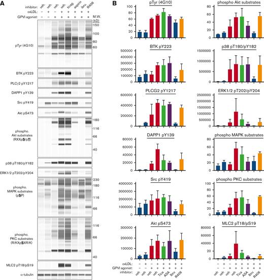 Antiplatelet agents and TKIs differentially reduce oxLDL potentiation of platelet GPVI/ITAM signaling. Replicate samples (n = 3) of washed human platelets (1 × 109/mL; in modified HEPES/Tyrode buffer without addition of calcium) were pretreated with P2YR inhibitor ticagrelor, BTK inhibitor ibrutinib (10 μM), or Syk inhibitor R406 (10 μM) for 10 minutes and then stimulated with oxLDL (20 μg/mL) in combination with GPVI-specific agonist CRP-XL (0.5 μg/mL) for 5 minutes at 37°C. After collection into sample buffer, platelet lysates were separated by capillary electrophoresis and stained with indicated antisera for quantitative immunoblot analysis on a ProteinSimple Jess western blotting system. (A) Representative immunoblot analysis and (B) quantitation of signal intensities with indicated antisera; α-tubulin serves as a loading control for total protein levels. Positions of molecular weight (kD) markers are indicated.