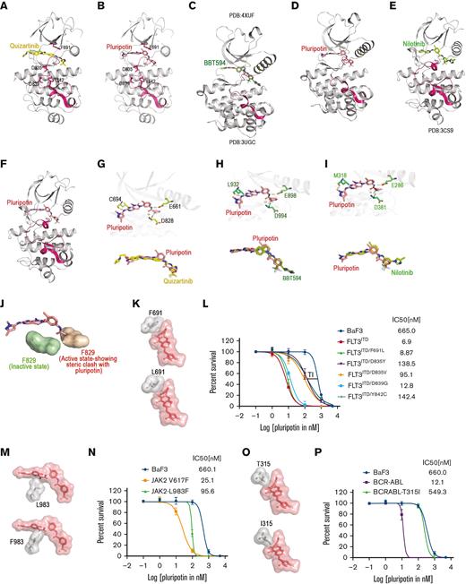 Pluripotin is a type II inhibitor of FLT3, ABL, and Jak2 and a potent inhibitor of gatekeeper FLT3 mutant, F691L. Ribbon depiction of a structure of FLT3 with quizartinib (A) and with pluripotin (B). Ribbon depiction of Jak2-coordinate with type II inhibitor BBT594 (C) and with pluripotin (D). A ribbon cartoon of ABL-coordinate with type II inhibitor nilotinib (E) and with pluripotin (F). A stick representation of active sites of FLT3 (G), JAK2 (H), and ABL (I) showing pluripotin interaction with residues from the hinge region, catalytic glutamate of helix-C, and the conserved aspartate from the HRD motif. Overlapping binding of pluripotin is shown below. (J) Pluripotin binding is incompatible with active kinase conformation as phenylalanine residue of the DFG motif will block the binding (shown on the red surface) whereas inactive conformation is accessible when Phe will move out (shown on the green surface). (K) A close-up view of the active site of the FLT3 kinase showing the interaction of pluripotin with the gatekeeper, Phe 691 (top). A model showing that the gatekeeper mutation, F691L, will not affect pluripotin binding (bottom). (L) Sigmoidal curve showing that pluripotin is equally active on FLT3ITD and its gatekeeper mutant, although mutants from the activation loop are resistant. Nonetheless, a significant therapeutic index (TI) exists between the activation loop mutants and normal Ba/F3 cells suggesting that dose escalation will suppress these variants. (M) Active site of Jak2 kinase showing the interaction of pluripotin with Leu 983 (top). A phenyl alanine substitution for Leu 983 will confer steric hindrance (bottom). (N) According to prediction, Jak2V617F/L983F mutant conferred resistance to pluripotin. Thus, confirming the model and on-target inhibitory activity of pluripotin. (O) Active site of ABL kinase domain showing the interaction of pluripotin with the gatekeeper residue, Thr 315 (top). An isoleucine substitution for Thr 315 will confer steric hindrance (bottom). (P) As expected from the modeling studies, BCR-ABLT315 mutant conferred resistance to pluripotin. Together, these modeling and in vitro validation data confirm that pluripotin directly binds with inactive confirmations of FLT3, JAK2, and ABL.