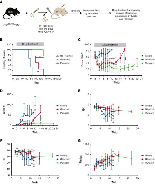 Pluripotin effectively suppresses the TKI-resistant primary AML leukemia induced by FLT3ITD/Tet2-/-. (A) Experimental design of in vivo experiments to test the efficacy of pluripotin in FLT3ITD/Tet2-/-–induced AML using ROSACreERT2: FLT3ITD:Tet2fl/fl mice. (B) Survival curve showing the significant protection of mice with treatment with pluripotin compared with gilteritinib-treated cohort. (C-D) Shown are weekly progression of leukemic cells (CD45.2) and WBC from the PB of mice treated with gilteritinib and pluripotin. Note, pluripotin treatment effectively suppressed the leukemic progression compared with gilteritinib. Weekly blood counts, total red blood cells (RBCs) (E), hematocrit (HCT) (F), and platelets (G) did not show any adverse effect on hematopoiesis suggesting that pluripotin will be safe and effective. Presented data are from 2 independent experiments (5 mice per group) shown as mean ± SD. ∗P < .05, ∗∗P < .01, and ∗∗∗P < .001.