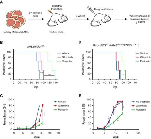 Pluripotin treatment suppresses refractory/relapsed primary human leukemia. (A) Experimental design for the analysis of pluripotin treatment on AML cells from the refractory/relapsed patients. Shown is the survival of NSGS mice transplanted with primary human AML cells from AML1 (B) and AML4 (C). Patient AML1 has only FLT3ITD mutation though AML4 harbors mutation in FLT3ITD, RASG13D, and PTPN11D61V (supplemental Figure 5A). Note, pluripotin treatment with pluripotin significantly prolonged the survival, whereas gilteritinib was ineffective. Shown are leukemic burden measured by hCD45 levels in mice recipients of AML1 (D) and AML4 (E). Presented data are from 2 independent experiments (3 mice per group) shown as mean ± SD. ∗P < .05, ∗∗P < .01, and ∗∗∗P < .001. ns, not significant.