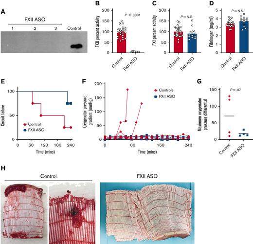 Targeting FXII limits thrombotic complications and prolongs ECMO circuit life (heparin/protamine cohort). (A) Shown is a western blot of plasma FXII in 3 rabbits after 4 weeks of FXII ASO treatment (20 mg/kg) and in control rabbit plasma. Note that the plasma levels of FXII protein in these animals were all below the detection limit of this assay. (B) FXII ASO treatment resulted in a significant decrease in plasma FXII activity (∼5% of controls) but had no effect on FXI activity (C), or fibrinogen levels (D). Note that plasma from FXII ASO-treated rabbits was analyzed before (control) and after ASO treatment (FXII ASO) for factor activities and fibrinogen. Data obtained before treatment were included in the control cohort. (E-H) Shown are the results of experiments where donor rabbit blood was anticoagulated with heparin, followed by protamine reversal. (E) FXII-depletion prolonged the time to circuit failure (P = .07, Kaplan-Meier analysis). (F) Shown are the pressures across the oxygenator as a function of time for each animal. (G) The maximal pressures across the oxygenator were higher in control animals relative to animals with depleted FXII (P = .07, Mann-Whitney U test.) (H) Shown are examples of large clots observed in 2 of the oxygenators used in control animals. In contrast, none of the oxygenators used in FXII ASO-treated rabbits had gross evidence of clots. P values were generated using a Mann-Whitney U test; the data represent the mean and standard error of the mean (SEM). N.S., not significant.