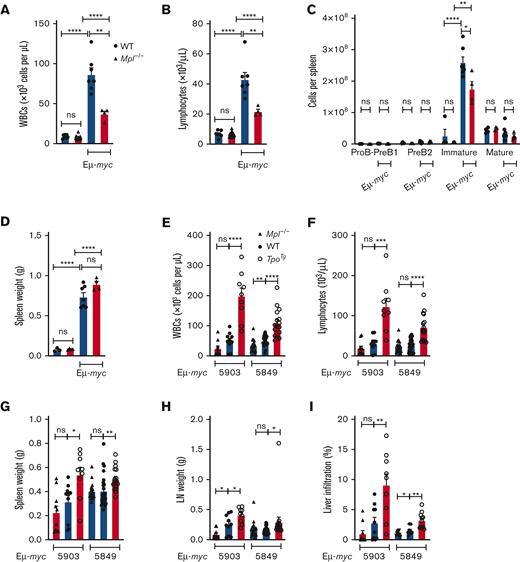 Increased lymphoma progression in TpoTg mice. (A) WBC and (B) lymphocyte counts. (C) B-cell numbers in the spleen and (D) spleen weight in WT and Mpl−/− mice 13 days after Eμ-myc 166 IV transplantation (106 P1 cells per mouse). n = 4 to 7 mice per genotype. Each symbol represents an individual mouse. Mean ± SEM. Student unpaired t test. (E) WBC and (F) lymphocyte counts, (G) spleen weight, (H) total lymph node (LN) weight, and (I) percentage liver infiltration in WT C57BL/6, Mpl−/−, and TpoTg mice 23 days after Eμ-myc 5903 IV transplantation and 17 days after Eμ-myc 5849 IV transplantation (10 000 P1 cells per mouse). 5903; n = 9 to 10 mice per genotype. 5849; WT (n = 27), Mpl−/− (n = 18), and TpoTg (n = 16) mice. Percentage liver infiltration was assessed in 11 to 12 mice per genotype. Each symbol represents an individual mouse. Mean ± SEM. Student unpaired t test, ∗P < .05, ∗∗P < .005, ∗∗∗P < .001, ∗∗∗∗P < .0001.