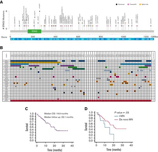 STAG2m characteristics in patients with MN. (A) Representation of STAG2 variants detected, positioned on the STAG2 protein and its functional domains. The protein alterations are indicated on top of the corresponding mutation location, exon locations are indicated below the protein. (B) Comutational pattern in 91 patients with STAG2m MN. Each patient is represented by a column. The number reported in the box represents the VAF of each mutation. (C) OS for 88 patients with STAG2m MN. (D) OS for tMN vs dnMN in patients with STAG2m. STAG, STAG domain; aa, amino acid.