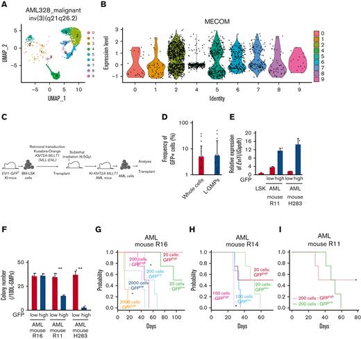 Evi1high cells show distinct features in murine AML models. (A) Uniform manifold approximation and projection (UMAP) plot of single-cell RNA-seq (scRNA-seq) data of AML cells from patient AML328 with inv(3)(q21.3q26.2), showing 9 clusters. (B) Violin plot of MECOM expression in the 9 clusters. (C) The scheme of the experimental model of EVI1-GFP KMT2A-MLLT1 AML mice. (D) Frequency of GFP+ cells in the whole live KuO+ AML cells and L-GMPs from the BM of EVI1-GFP KMT2A-MLLT1 AML mice. (E) qPCR showing the relative expression of Evi1 in GFPhigh and GFPlow AML cells compared with normal LSKs. (F) Colony-forming units of GFPhigh and GFPlow L-GMPs from 3 independent AML mice. (G-I) A Kaplan-Meier survival curve for secondary recipient mice that underwent transplantation with an indicated number of GFPhigh or GFPlow L-GMPs, after exposure to 6.5 Gy total body irradiation (TBI). Significance between the same number of cells was examined by a log-rank test. (J) Frequency of GFP+ cells in L-GMPs in secondary recipient mice intravenously treated with vehicle (phosphate-buffered saline ) or cytarabine (AraC; 100 mg/kg) for 5 days through days 15 and 19 after transplant. Mice were analyzed on day 19. (K) Top-ranked differentially expressed genes between GFPhigh and GFPlow L-GMPs. (L) Top-ranked pathways enriched in GFPhigh L-GMPs. (M-N) Gene set enrichment analysis (GSEA) showing that downregulated genes in leukemia stem cells (M) and multiple drug-resistant–related genes (N) are upregulated in GFPhigh L-GMPs. (O) Colony-forming units of 200 KMT2A-MLLT1 AML cells with or without exogenous EVI1 expression from 3 independent primary recipients (supplemental Figure 1K). Mean ± standard deviation (SD). ∗P < .05, ∗∗P < .01, ∗∗∗P < .001. FDR, false discovery rate (q value); NES, normalized enrichment score.