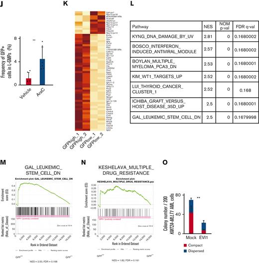 Evi1high cells show distinct features in murine AML models. (A) Uniform manifold approximation and projection (UMAP) plot of single-cell RNA-seq (scRNA-seq) data of AML cells from patient AML328 with inv(3)(q21.3q26.2), showing 9 clusters. (B) Violin plot of MECOM expression in the 9 clusters. (C) The scheme of the experimental model of EVI1-GFP KMT2A-MLLT1 AML mice. (D) Frequency of GFP+ cells in the whole live KuO+ AML cells and L-GMPs from the BM of EVI1-GFP KMT2A-MLLT1 AML mice. (E) qPCR showing the relative expression of Evi1 in GFPhigh and GFPlow AML cells compared with normal LSKs. (F) Colony-forming units of GFPhigh and GFPlow L-GMPs from 3 independent AML mice. (G-I) A Kaplan-Meier survival curve for secondary recipient mice that underwent transplantation with an indicated number of GFPhigh or GFPlow L-GMPs, after exposure to 6.5 Gy total body irradiation (TBI). Significance between the same number of cells was examined by a log-rank test. (J) Frequency of GFP+ cells in L-GMPs in secondary recipient mice intravenously treated with vehicle (phosphate-buffered saline ) or cytarabine (AraC; 100 mg/kg) for 5 days through days 15 and 19 after transplant. Mice were analyzed on day 19. (K) Top-ranked differentially expressed genes between GFPhigh and GFPlow L-GMPs. (L) Top-ranked pathways enriched in GFPhigh L-GMPs. (M-N) Gene set enrichment analysis (GSEA) showing that downregulated genes in leukemia stem cells (M) and multiple drug-resistant–related genes (N) are upregulated in GFPhigh L-GMPs. (O) Colony-forming units of 200 KMT2A-MLLT1 AML cells with or without exogenous EVI1 expression from 3 independent primary recipients (supplemental Figure 1K). Mean ± standard deviation (SD). ∗P < .05, ∗∗P < .01, ∗∗∗P < .001. FDR, false discovery rate (q value); NES, normalized enrichment score.