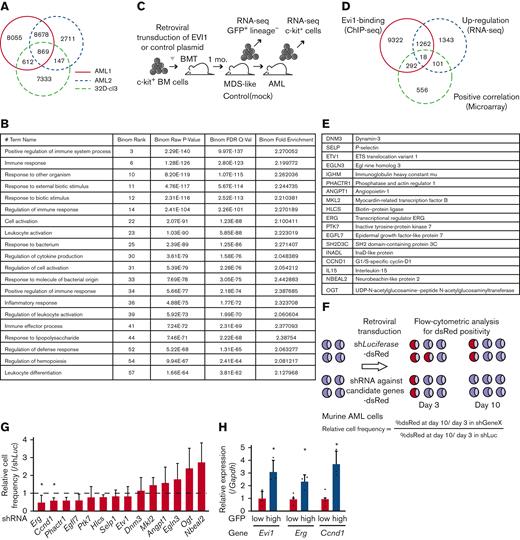 A combination of multimodal screening showed potential targets of EVI1 in AML cells. (A) Venn diagram of ChIP-seq data using anti-FLAG antibody, showing FLAG-EVI1 binding regions. Two 3× FLAG-tagged EVI1-AML samples and a sample from 32D-cl3 murine hematopoietic progenitor cells where FLAG-tag was knocked in to the 3′-end of the Mecom locus. (B) Database for Annotation, Visualization and Integrated Discovery (DAVID) analysis showing AML-specific EVI1-binding regions. (C) A model of RNA-seq experiments. Genes upregulated at both early and late points after EVI1 introduction were chosen for further analysis. (D) Venn diagram of genes with EVI1-binding (ChIP-seq), upregulation after EVI1 transduction (RNA-seq), and positive correlation between EVI1 expression (microarray). (E) The list of genes in the common population of Figure 2D. (F) A scheme of the screening assay using DsRed. (G) Relative enrichment of DsRed+ cells expressing shRNA against each gene through days 3 and 10, adjusted by the shLuciferase control. Significance was examined in comparison with the shLuciferase control. (H) qPCR showing the relative expression of Evi1, Erg, and Ccnd1 in GFPhigh and GFPlow AML cells. Mean ± SD. ∗P < .05.