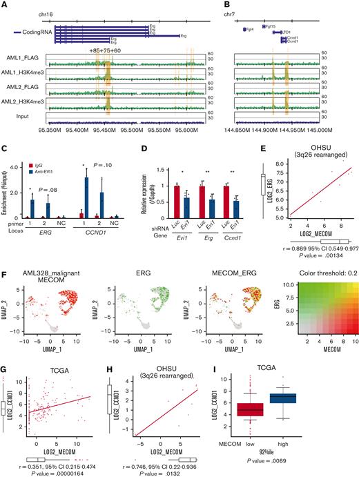ERG and CCND1 are targets of EVI1 in Evi1high AML cells. (A-B) Illustration of anti-FLAG and anti-H3K4me3 ChIP-seq results for FLAG-tagged EVI1 in the murine Erg locus around the alternative transcription start site (A) and the murine Ccnd1 promoter region (B). Yellow bars represent significantly enriched regions. (C) ChIP-qPCR analysis using anti-EVI1 antibody and HNT-34 AML cells showing the binding of EVI1 to the corresponding human regions identified in the ChIP-seq of the murine EVI1-AML samples. Neighborhood sequences without enrichment in the ChIP-seq were used as a negative control. (D) qPCR showing the relative expression of Evi1, Erg, and Ccnd1 in EVI1-AML cells expressing shRNA against Evi1. (E) Gene expression correlation analysis between MECOM and ERG in Oregon Health Sciences University (OHSU) AML cohorts with 3q26 abnormalities. (F) A 2-color dot plot showing coexpression of MECOM and ERG in the scRNA-seq data from a patient with AML (AML328). (G) Gene expression correlation analysis between MECOM and CCND1 in The Cancer Genome Atlas (TCGA) AML cohorts. (H) Gene expression correlation analysis between MECOM and CCND1 in OHSU AML cohorts with 3q26 abnormalities. (I) A box plot showing CCND1 expression in TCGA EVI1+ and EVI1− AML cohorts. Mean ± SD. ∗P < .05, ∗∗P < .01.
