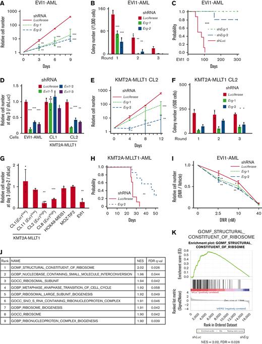 Evi1high AML cells are dependent on ERG. (A) Relative cell proliferation of EVI1-AML cells expressing shRNAs against Luciferase and Erg in vitro. (B) Colony-forming units of EVI1-AML cells expressing shRNAs against Luciferase and Erg. (C) A Kaplan-Meier survival curve for recipient mice that underwent transplantation with 1 × 106 EVI1-AML cells expressing shRNAs against Luciferase and Erg after being exposed to 6.5 Gy TBI. P value was examined by a log-rank test. (D) Relative cell proliferation of EVI1-AML and KMT2A-MLLT1 clone 1 (CL1) and CL2 cells expressing shRNAs against Luciferase and Evi1 in vitro, showing EVI1-dependency of these cells. (E) Relative cell proliferation of KMT2A-MLLT1 CL2 cells expressing shRNAs against Luciferase and Erg in vitro. (F) Colony-forming units of KMT2A-MLLT1 CL2 cells expressing shRNAs against Luciferase and Erg. (G) Relative cell proliferation of several AML cells and KMT2A-MLLT1-transformed cell lines with shErg compared with those with shLuciferase, through days 0 to 3. A comparison was made within the same original cell between shLuciferase and shErg. (H) A Kaplan-Meier survival curve for recipient mice that underwent transplantation with 1 × 104 KMT2A-MLLT1 AML cells expressing shRNAs against Luciferase and Erg after being exposed to 6.5 Gy TBI. (I) Relative live cell numbers of EVI1-AML cells with shRNAs against Luciferase or Erg treated with daunomycin, compared with those cultured in media without daunomycin. (J) A list of top-ranked gene sets with decreased expression in shErg-transduced EVI1-AML cells. (K) GSEA showing structural constituent of the ribosome is downregulated in shErg. Mean ± SD; ∗P < .05, ∗∗P < .01, ∗∗∗P < .001.