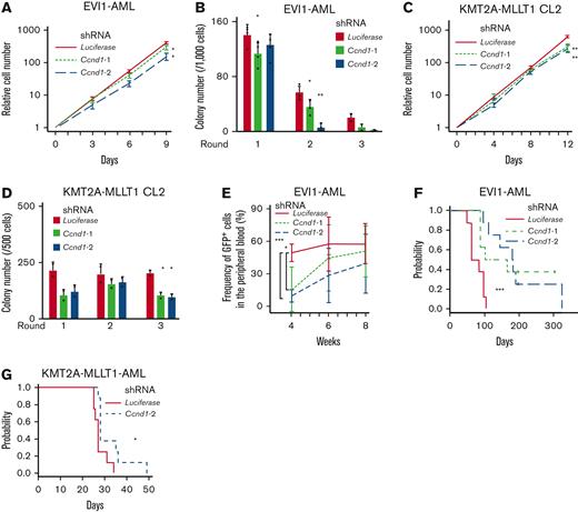 Cyclin D1 is necessary for the efficient development of EVI1-AML in vivo. (A) Relative cell proliferation of EVI1-AML cells expressing shRNAs against Luciferase and Ccnd1 in vitro. The data for shLuciferase are common to those in Figure 4A. (B) Colony-forming units of EVI1-AML cells expressing shRNAs against Luciferase and Ccnd1. The data for shLuciferase are common to those in Figure 4B. (C) Relative cell proliferation of KMT2A-MLLT1 CL2 cells expressing shRNAs against Luciferase and Ccnd1 in vitro. The data for shLuciferase are common to Figure 4E. (D) Colony-forming units of KMT2A-MLLT1 CL2 cells expressing shRNAs against Luciferase and Ccnd1. The data for shLuciferase are common to Figure 4F. (E) Frequency of GFP+ AML cells in the peripheral blood in recipient mice that underwent transplantation with EVI1-AML cells expressing indicated shRNAs. (F) A Kaplan-Meier survival curve for recipient mice that underwent transplantation with 1 × 106 EVI1-AML cells expressing shRNAs against Luciferase and Ccnd1, after being exposed to 6.5 Gy TBI. P value was examined by a log-rank test. The data for shLuciferase are common to Figure 4C. (G) A Kaplan-Meier survival curve for recipient mice that underwent transplantation with 1 × 104 KMT2A-MLLT1-AML cells expressing shRNAs against Luciferase and Ccnd1, after being exposed to 6.5 Gy TBI. P value was examined by a log-rank test. The data for shLuciferase are common to Figure 4H. Mean ± SD. ∗P < .05, ∗∗P < .01, ∗∗∗P < .001.