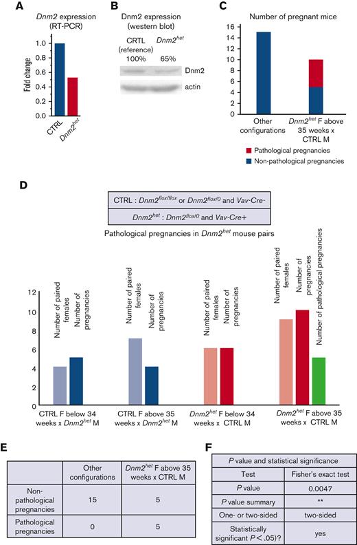 DNM2 expression in the offspring of Vav-Cre x Dnm2flox (targeting the hematopoietic system) mice.Dnm2 expression, normalized to actin, in Dnm2het mice and in CTRL mice by RT-PCR (A) and western blot (B) in BM cells. Different breeding combinations based on genotypes were tested to determine aspects of Dnm2het phenotype. The number of pregnancies was documented. Among breeding mouse colonies, some Dnm2het females (positive for Vav-Cre and Dnm-2flox) became distressed when pregnant, at middle age (between 35 weeks and 45 weeks of age). We named this distressed state as pathologic pregnancies for the purpose of designating this group in this study. This phenotype was not observed in pregnant mice younger than 34 weeks of age or in any of the mice that harbored other sets of genotypical combinations. The comparison of pathologic pregnancies in different mouse group is indicated and illustrated (C,D,E,F).