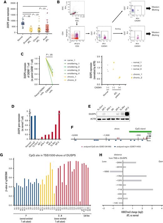 DUSP5 expression is silenced in HTLV-1–infected T cells during ATL leukemogenesis. (A) DUSP5 expression in healthy volunteers and patients with ATL was analyzed using GSE33615. Normal CD4+ T cells were isolated from healthy volunteers (n = 21). PBMCs were isolated from patients with smoldering (n = 4), chronic (n = 20), and acute (n = 26) ATL. Differences between normal and each ATL subtype were tested using Steel test. (B-C) HTLV-1–infected T cells (CADM1+ T cells) and normal counterparts (CD7+CADM1− T cells) were isolated from healthy volunteers (n = 3), HTLV-1 carriers (n = 1), and patients with smoldering ATL (n = 4) and chronic ATL (n = 2). DUSP5 expression was measured by western blotting and normalized to β-actin. Left panel: the ratio of DUSP5 expression in CADM1+ cells compared with paired CADM1− cells. Differences between each cell were tested using the paired t test. (D) DUSP5 expression was compared between HTLV-1–infected cell lines and CD3+CD4+CD7+CADM1− T cells (normal T cells) from 2 healthy volunteers. (E) DUSP5 protein expression in HTLV-1–infected cell lines was determined by western blotting. (F) Location of CpG sites analyzed using GSE136189 (red line) and H3K27me3 peaks analyzed using GSE71450 (blue line) around the DUSP5 promoter region. The green line indicates CpG islands. (G) β-values of TSS1500-shore CpG sites of DUSP5 in CD7+CADM1− T cells (subpopulation P), CD7+CADM1+ T cells (subpopulation D), and CD7−CADM1+ T cells (subpopulation N) of healthy volunteers, HTLV-1 carriers, patients with ATL, and ATL cell lines. The site was located in TSS1500-shore, as shown in supplemental Table 4. (H) H3K27me3 alternations of the 10 promoter regions in DUSP5 in patients with ATL (n = 3) compared with healthy volunteers (n = 2). The numbers of y-axis indicate distances from TSS, as shown in supplemental Table 5.