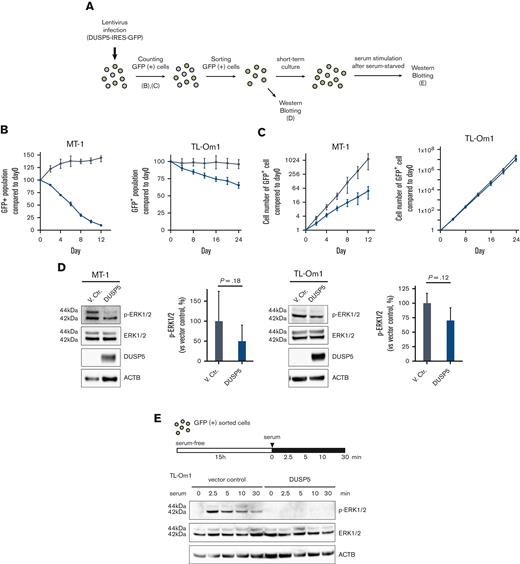 Introduction of DUSP5 expression in ATL cells inhibits cell growth and ERK phosphorylation. (A) Experimental protocol for the establishment of HTLV-1–infected cell lines exogenously expressing DUSP5 and assays. (B) The ratio of GFP-positive cells was monitored at the indicated days, and changes in the GFP population were calculated as follows: 100 × (GFP population at day X)/(GFP population at day 0) based on data from 3 independent experiments. Day 0 was defined as 3 days after lentivirus infection. Gray lines indicate cells infected with empty vector. Blue lines indicate cells infected with lentiviral vectors expressing DUSP5. (C) The total number of GFP-positive cells was calculated from the data of panel B. (D) Immunoblots showing the effect of phosphorylation of ERK1/2 in MT-1 and TL-Om1 cells induced by exogenously expressed DUSP5 under normal growth conditions. Data are expressed as the mean of 3 independent individuals with SD. Differences were tested using the paired t test. (E) Immunoblots showing changes in the phosphorylation pattern of ERK1/2. TL-Om1 cells exogenously expressing DUSP5 were isolated and treated with 10% FBS for the indicated times after serum starvation for 15 hours. FBS, fetal bovine serum; SD, standard deviation.