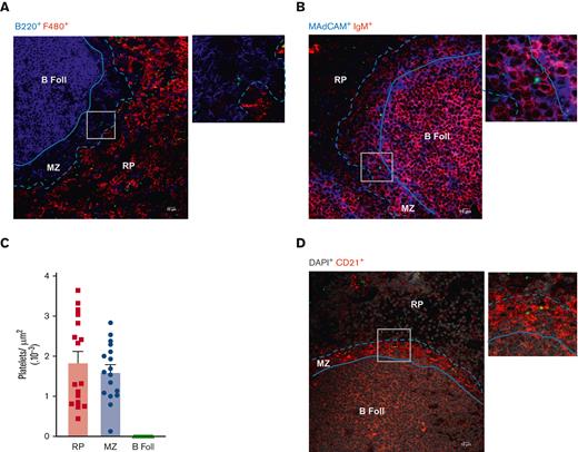 Transfused platelets are mainly localized in the RP and MZ of the spleen. Immunostaining of spleen sections from H2d BALB/C mice 2 hours after transfusion with 1 × 108 CFDA-SE-labeled H2b platelets (green) isolated from C57BL/6J mice. (A) Macrophages were detected using F4/80 (red) and B cells were detected using B220 staining (blue). (B) The MZ is delineated using IgM staining (red) for MZB cells and MadCam staining (blue) for sinus-lining cells. (C) Quantification of platelets transfused into different compartments of the spleen. Results are expressed as the number of platelets per μm2 (n = 17). (D) Five minutes before sacrifice, mice received a retro-orbital injection of APC anti-mouse CD21/35 (1 μg) to label MZB cells (red) in vivo. The dashed and full lines delineate the RP and follicle areas, respectively. Scale bar, 10 μm. Original magnification x400. The right panels show the magnifications of the areas corresponding to the white squares on the left panels. B Foll, B-cell follicle; MZ, marginal zone; RP, red pulp.