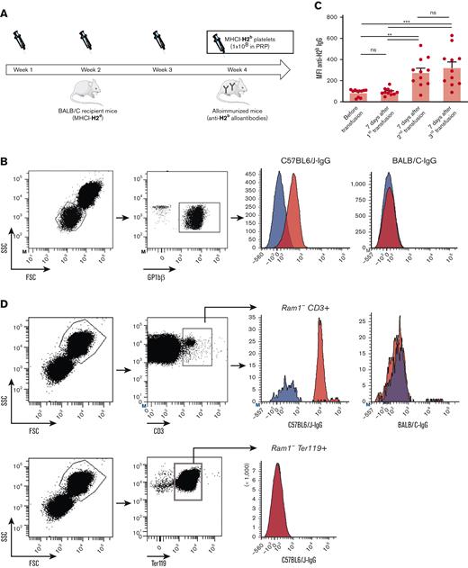 Murine model of platelet alloimmunization. (A) Experimental design to induce antiplatelet alloantibody production. BALB/C (H2d) mice were immunized weekly for 3 weeks with 1 × 108 platelets in PRP isolated from C57BL/6J (H2b) mice. (B) IgG antibodies production in immunized BALB/C mice was evaluated 7 days after each transfusion by flow cytometry. Left panels indicate representative dot plots of the gating strategy used to identify platelets with an anti-GP1bβ antibody. Right panels indicate representative histograms of the fluorescence of Alexa-488 GaM IgG antibodies on platelets from C57BL/6J (H2b) or BALB/C (H2d) mice preincubated with the serum of immunized (red) or nonimmunized (blue) BALB/C mice. (C) Mean fluorescence intensity of Alexa-488 GaM IgG antibodies bound to H2b platelets preincubated with the serum of immunized BALB/C mice (MFI ± SEM; ∗∗P < .01; 1-way ANOVA; n = 11) (D) Representative dot plots of the gating strategy used to identify erythrocytes (left upper panels) and T-lymphocytes (left lower panels). Representative histograms of the fluorescence of IgG antibodies bound to erythrocytes (Ter119+) (right upper panel) and T-lymphocytes (CD45+ CD3+, Ram1-) (right lower panels) from C57BL/6J and BALB/C mice (red, immunized mice; blue, nonimmunized mice). (E) The Alloimmunized BALB/C mice were injected with 2 × 108 Oregon green CFDA-SE-labeled platelets from C57BL/6J mice. Left panel indicates representative dot plots of the gating strategy used to determine the kinetics of the elimination of transfused platelets in naive or alloimmunized mice. Right panel indicates the kinetics of elimination of transfused platelets. They were evaluated by calculating the percentage of Oregon green-positive transfused platelets among 10 000 RAM.1+ platelets at each time point after transfusion in nonimmunized (orange) and immunized mice 1 week after the first (blue), second (green), and third alloimmunizations (red), and normalized to those obtained at time 1 minute (n = 3). FSC, forward scatter; SEM, standard error of the mean; SSC, side scatter.
