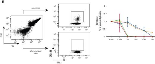Murine model of platelet alloimmunization. (A) Experimental design to induce antiplatelet alloantibody production. BALB/C (H2d) mice were immunized weekly for 3 weeks with 1 × 108 platelets in PRP isolated from C57BL/6J (H2b) mice. (B) IgG antibodies production in immunized BALB/C mice was evaluated 7 days after each transfusion by flow cytometry. Left panels indicate representative dot plots of the gating strategy used to identify platelets with an anti-GP1bβ antibody. Right panels indicate representative histograms of the fluorescence of Alexa-488 GaM IgG antibodies on platelets from C57BL/6J (H2b) or BALB/C (H2d) mice preincubated with the serum of immunized (red) or nonimmunized (blue) BALB/C mice. (C) Mean fluorescence intensity of Alexa-488 GaM IgG antibodies bound to H2b platelets preincubated with the serum of immunized BALB/C mice (MFI ± SEM; ∗∗P < .01; 1-way ANOVA; n = 11) (D) Representative dot plots of the gating strategy used to identify erythrocytes (left upper panels) and T-lymphocytes (left lower panels). Representative histograms of the fluorescence of IgG antibodies bound to erythrocytes (Ter119+) (right upper panel) and T-lymphocytes (CD45+ CD3+, Ram1-) (right lower panels) from C57BL/6J and BALB/C mice (red, immunized mice; blue, nonimmunized mice). (E) The Alloimmunized BALB/C mice were injected with 2 × 108 Oregon green CFDA-SE-labeled platelets from C57BL/6J mice. Left panel indicates representative dot plots of the gating strategy used to determine the kinetics of the elimination of transfused platelets in naive or alloimmunized mice. Right panel indicates the kinetics of elimination of transfused platelets. They were evaluated by calculating the percentage of Oregon green-positive transfused platelets among 10 000 RAM.1+ platelets at each time point after transfusion in nonimmunized (orange) and immunized mice 1 week after the first (blue), second (green), and third alloimmunizations (red), and normalized to those obtained at time 1 minute (n = 3). FSC, forward scatter; SEM, standard error of the mean; SSC, side scatter.