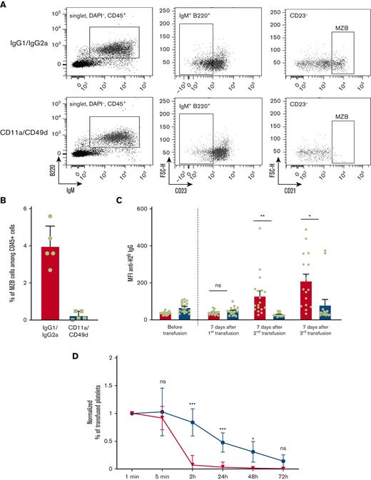MZB cell immunodepletion decreases anti-H2b antibody production in alloimmunized mice. (A) Representative dot plots of the gating strategy used for quantification of splenic MZB cells (B220+ IgM+ CD23− CD21++). BALB/C recipient mice were treated with anti-mouse CD11a and anti-mouse CD49d antibodies (lower panels) or their respective isotype-matched controls (IgG1 and IgG2a, upper panels). (B) Quantification of the percentage of splenic MZB cells among the CD45+ cells in mice treated with anti-CD11a/CD49d antibodies or their isotype controls (n = 5). (C) Anti-H2b IgG antibody production was evaluated weekly by flow cytometry in immunodepleted MZB cell (blue bars) and mice that received isotype control (red bars) BALB/C mice. Results are presented as the mean fluorescence intensity (MFI ± SEM) of Alexa-488 GaM IgG antibodies bound to H2b platelets (∗P < .05; ∗∗P < .01; 1-way ANOVA; n = 18). (D) The kinetics of elimination of transfused platelets were determined as the percentage of Oregon green-positive platelets among 10 000 RAM.1+ platelets in MZB cell depleted (blue line) and control mice (red line) at each time point (± SEM; ∗∗P < .01; ∗∗∗P < .001; 2-way ANOVA; n = 8-9). ANOVA, analysis of variance; SEM, standard error of the mean.