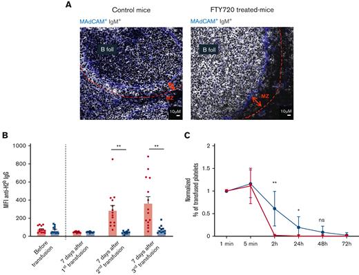 Alloimmunized mice treated with FTY720 produce fewer alloantibodies than the control mice. BALB/C (H2d) mice were injected intraperitoneally with FTY720 (0.1 mg/kg) 5 days, 2 days and 3 hours before each transfusion with 1 × 108 H2b platelets isolated from C57BL/6J mice or with vehicle control. (A) Representative images of spleen sections from mice treated with FTY720 (right panel) or vehicle (left panel) stained for IgM (gray) to detect marginal zone B cells, and MadCam (blue) to delineate the marginal sinus. The dashed lines indicate marginal zones. Scale bar, 10 μm. Original magnification x400. (B) The level of anti-H2b IgG antibodies was evaluated weekly by flow cytometry in FTY720 (blue bars) and vehicle control (red bars) -treated BALB/C mice. Results are presented as the mean fluorescence intensity (MFI ± SEM) of Alexa-488 GaM IgG antibodies bound to H2b platelets (ns, P ˃ .05; ∗P < .05; 1-way ANOVA; n = 12-14). (C) Alloimmunized BALB/C mice were injected with 2 × 108 Oregon green CFDA-SE-labeled platelets from C57BL/6J mice. The kinetics of elimination of transfused platelets were deduced from the percentage of Oregon green-positive platelets among 10 000 RAM.1+ platelets in FTY720-treated (blue line) and control mice (red line) at each time point (± SEM; ∗∗P < .01; ∗P < .05; 2-way ANOVA; n = 12). ANOVA, analysis of variance; B Foll, B cell follicle; MZ, marginal zone; SEM, standard error of the mean.