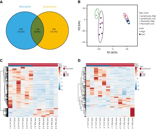 Significantly differentially expressed genes from neutrophils and lymphocytes. (A) The number of significantly differentially expressed genes in neutrophils (blue) and lymphocytes (orange). (B) The principal component analysis plot of significantly differentially expressed genes in neutrophils (green and purple) and lymphocytes (red and blue) in NLR_High (circles) and NLR_Low (squares). (C) A heat map of significantly differentially expressed genes from NLR_High vs NLR_Low neutrophil RNA. (D) A heat map of significantly differentially expressed genes from NLR_High vs NLR_Low lymphocyte RNA.