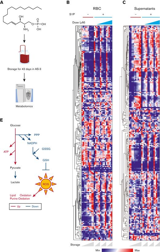Storage of human RBCs with S1P promotes glycolysis and generation of ATP, at the expense of steady-state levels of metabolites from the PPP and other antioxidant pathways. (A) Human packed RBCs were stored in AS-3, either untreated or supplemented with 1, 5, or 10 μM of S1P. (B-C) Heat maps from metabolomics analyses of RBCs and supernatants from this experiment are shown in panels B and C, respectively. (D) Line plots (median ± ranges) for representative metabolites in glycolysis (pyruvate), ATP, PPP metabolites (ribose phosphate and pentose phosphate isobars, sedoheptulose phosphate), total glutathione (pools of reduced and oxidized), free fatty acids, and leukotrienes (LTA4 and LTB4). (E) A schematic representation of the results.