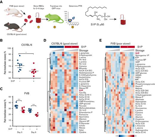 Mouse RBC storage upon supplementation of S1P decreases post-transfusion recovery. Post transfusion recovery studies were performed in FVB and C57BL/6 mice upon storage of RBCs for 3 and 6 days in presence or absence of exogenously supplemented S1P (5 μM) (A). Decreases in PTR (median ± ranges) were observed in S1P supplemented mice for 3 and 6 days (B-C). S1P had a measurable effect on stored RBC glycolysis, free and acyl-conjugated carnitines in both good storer C57BL/6 and poor storer FVB mice over storage duration (heat maps in panels D and E, respectively, showing triplicate metabolite measurements at storage days 3 and 6).