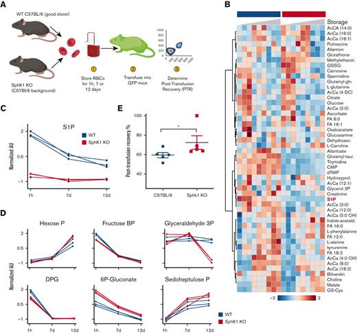 Improved PTR and antioxidant metabolism in RBCs from Sphk1 KO mice. (A-C) Storage of mouse RBCs from WT C57BL/6 and Sphk1 KO mice (A) resulted in altered metabolism (heat map in panel B), including significantly lower levels of RBC S1P (C), as expected. (D) Specifically, Sphk1 KO stored RBCs were characterized by lower levels of glycolytic metabolites (hexose phosphate, fructose bisphosphate, glyceraldehyde-3-phosphate, and DPG) and higher levels of PPP metabolites (6-phosphogluconate, sedoheptulose phosphate). Sphk1 mice had higher PTR (P < .05) than WT good storer mice (median ± ranges) (E). In panel E, 1 data point for PTR in Sphk1 mice was set to 100%, as explained in “Materials and methods.”