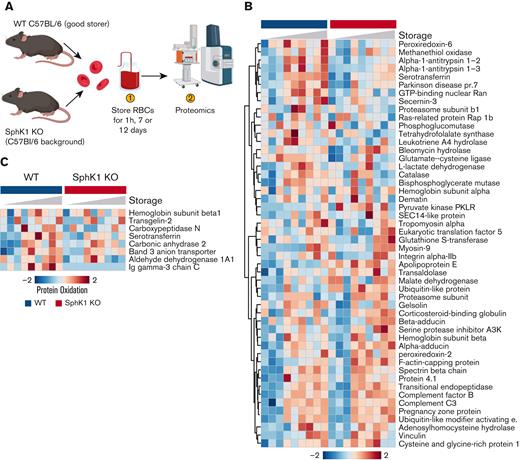 Impact of Sphk1 KO on the stored RBC proteome. Stored RBCs from Sphk1 mice (A) have lower alterations to the proteome (heat map in panel B), including protein oxidation (heat map in panel C).