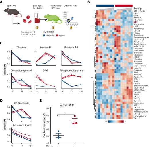 Impact of hypoxic storage and Sphk1 KO on the stored RBC metabolome. Storage of Sphk1 mouse RBCs under hypoxic conditions (A) further improves the metabolic benefits (heat map in B) of either treatment alone by boosting glycolysis (C), glutathione pools without depressing the PPP (D) and PTR (median ± ranges) (E).
