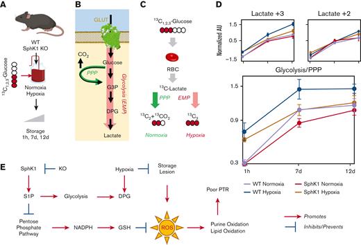 Sphk1 and hypoxia impact metabolic fluxes through glycolysis and the pentose phosphate pathway in stored murine RBCs. Tracing experiments with 1,2,3-13C3-glucose in stored RBCs from WT and Sphk1 mice (A) afford discrimination of metabolic fluxes through glycolysis and the PPP (B) via determination of the ratio of +3 and +2 lactate isotopologues (C). Increases in glycolysis were observed in hypoxia in WT mice but not in Sphk1 mice. (D) However, glycolysis/PPP ratios were basally lower in Sphk1 mice than in controls and were increased by storage in hypoxia in both groups (despite Sphk1 preserving higher PPP activation compared with WT) (median ± ranges). (E) A summary overview of the main findings of this study is provided.