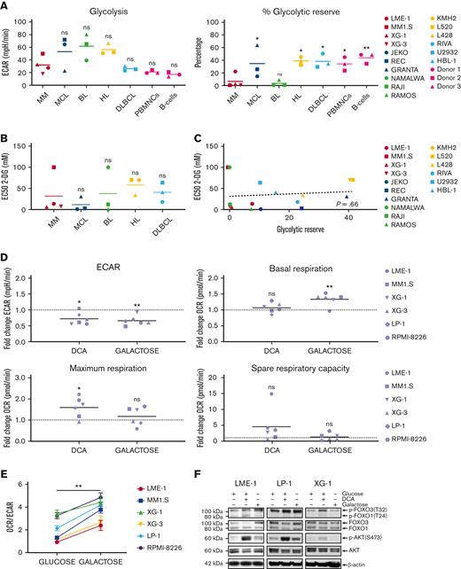 MM cells show restricted glycolytic reserve and heterogeneous metabolic flexibility. (A) Seahorse XF real-time metabolic profiling of HMCLs (red symbols) and BCLs (blue, green, yellow, and light blue symbols), CpG-activated PBMNCs and purified human peripheral blood B cells (pink symbols). Mean values for basal glycolysis and normalized glycolytic reserve (percentage of basal glycolysis) based on ECAR and mean values for basal respiration and normalized spare respiratory capacity (percentage of basal respiration) based on OCR are depicted (one-way ANOVA with Bonferroni multiple comparisons test; HMCLs vs BCLs, n = 5 measurements. (PBMNCs and purified B cells were obtained from 3 healthy donors). (B) Half maximal effective concentrations (EC50) of 2-DG for cell death in HMCLs and BCLs after 3 days of treatment. Mean values of 3 individual experiments are depicted. (C) Linear regression analysis of the glycolytic reserve values (x-axis) vs the EC50 values for 2-DG (y-axis) in HMCLs and BCLs. (D) Fold change of ECAR, basal respiration, maximum respiration, and spare respiratory capacity (OCR) from a Seahorse XF mitochondrial stress test in HMCLs treated with DCA (25 mM for 20 hours) or cultured for 4 days in a galactose-containing medium (11.1 mM, no glucose). Means of 3 to 6 measurements are shown, and values are normalized to the untreated control condition and depicted as a dotted line (one-sample t test). (E) OCR/ECAR ratios of HMCLs cultured for 4 days in a glucose-containing medium or in a galactose-containing, glucose-free medium. Means ± SEM are shown (paired t test, n = 3-5 measurements). (F) Immunoblot analysis of total and phosphorylated (Ser473) AKT, total and phosphorylated (Thr24) FOXO1, and total and phosphorylated (Thr32) FOXO3 in the HMCLs LME-1, LP-1, and XG-1 cells cultured for 20 hours with or without 25 mM DCA or in a galactose-containing, glucose-free medium. β-actin served as a loading control. One-way ANOVA with Bonferroni multiple comparisons test ∗P < .05, ∗∗P < .01; One-sample t test ∗P < .05, ∗∗P < .01; paired t test, ∗∗P < .05; ANOVA, analysis of variance; ns, not significant; SEM, standard error of the mean.