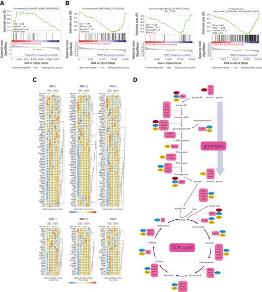 FOXO represses the expression of metabolic genes in MM cells. (A) GSEA in MMPCs from newly diagnosed patients with MM (n = 75) vs bone marrow plasma cells obtained from healthy donors (n = 15) showing that the shared FOXO–repressed gene set is enriched in MMPCs, indicating lower FOXO activity in these cells. FDR, ES, NES, and P-value are shown in the plots. (B) GSEA in Cas9-CTRL HMCL clones treated overnight with 2.5 μM MK2206 (‘CTRL+MK’) vs the combination of untreated CTRL clones and FOXO KO clones, either treated overnight with 2.5 μM MK2206 or left untreated (‘REST’). Datasets from the HMCLs LME-1, MM1.S, and XG-3 were combined for GSEA. Enrichment plots for Reactome glycolysis, KEGG TCA cycle, and GSEA Hallmark_oxidative_phosphorylation gene sets are shown. FDR, ES, NES, and P-values are shown in the plots. (C) Heatmaps showing (z-score transformed) expression of Reactome glycolysis genes (upper panels) and KEGG_TCA cycle genes (lower panels) in LME-1 CTRL clones and LME-1 FOXO1-knockout (FOXO1-/-) clones (left panels), MM1.S CTRL clones and FOXO3-KO (FOXO3-/-) (middle panels), and XG-3 CTRL clones and FOXO3-KO clones (right panels) that were treated overnight with 2.5 μM MK2206 or left untreated. Z-score values are depicted, ranging from −3 (blue) indicating low expression to 3 (red) indicating high expression. (D) Schematic representation of the glycolysis metabolic pathway and the TCA cycle. Enzymes (purple boxes), metabolites, and conversions (arrows) are indicated. For the glycolysis pathway, red, blue, and yellow symbols indicate >1.5-fold (FOXO-dependent) decrease in gene expression in LME-1, MM1.S, and XG-3, respectively. For the TCA cycle a >1.2-fold (FOXO-dependent) decrease in gene expression is indicated. (E) Schematic overview of k-means clustering approach (10 rounds) to define 2 groups of patients with MM (n = 542) based on the expression of the experimentally defined shared FOXO–repressed gene set identified in the LME-1, MM1.S, and XG-3 HMCLs, as previously described by us.19 Groups of patients with MM defined by k-means clustering were labeled as ‘FOXO high’ (n = 387) and ’FOXO low’ (n = 155). GSEA enrichment plots are shown, interrogating Reactome for glycolysis, KEGG for TCA cycle, and GSEA for Hallmark_oxidative_phosphorylation gene sets. CTRL, control; ES, enrichment score; FDR, false discovery rate; KEGG, Kyoto Encyclopedia of Genes and Genomes; KO, knockout; NES, normalized enrichment score.