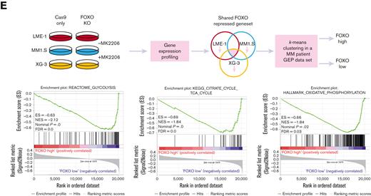 FOXO represses the expression of metabolic genes in MM cells. (A) GSEA in MMPCs from newly diagnosed patients with MM (n = 75) vs bone marrow plasma cells obtained from healthy donors (n = 15) showing that the shared FOXO–repressed gene set is enriched in MMPCs, indicating lower FOXO activity in these cells. FDR, ES, NES, and P-value are shown in the plots. (B) GSEA in Cas9-CTRL HMCL clones treated overnight with 2.5 μM MK2206 (‘CTRL+MK’) vs the combination of untreated CTRL clones and FOXO KO clones, either treated overnight with 2.5 μM MK2206 or left untreated (‘REST’). Datasets from the HMCLs LME-1, MM1.S, and XG-3 were combined for GSEA. Enrichment plots for Reactome glycolysis, KEGG TCA cycle, and GSEA Hallmark_oxidative_phosphorylation gene sets are shown. FDR, ES, NES, and P-values are shown in the plots. (C) Heatmaps showing (z-score transformed) expression of Reactome glycolysis genes (upper panels) and KEGG_TCA cycle genes (lower panels) in LME-1 CTRL clones and LME-1 FOXO1-knockout (FOXO1-/-) clones (left panels), MM1.S CTRL clones and FOXO3-KO (FOXO3-/-) (middle panels), and XG-3 CTRL clones and FOXO3-KO clones (right panels) that were treated overnight with 2.5 μM MK2206 or left untreated. Z-score values are depicted, ranging from −3 (blue) indicating low expression to 3 (red) indicating high expression. (D) Schematic representation of the glycolysis metabolic pathway and the TCA cycle. Enzymes (purple boxes), metabolites, and conversions (arrows) are indicated. For the glycolysis pathway, red, blue, and yellow symbols indicate >1.5-fold (FOXO-dependent) decrease in gene expression in LME-1, MM1.S, and XG-3, respectively. For the TCA cycle a >1.2-fold (FOXO-dependent) decrease in gene expression is indicated. (E) Schematic overview of k-means clustering approach (10 rounds) to define 2 groups of patients with MM (n = 542) based on the expression of the experimentally defined shared FOXO–repressed gene set identified in the LME-1, MM1.S, and XG-3 HMCLs, as previously described by us.19 Groups of patients with MM defined by k-means clustering were labeled as ‘FOXO high’ (n = 387) and ’FOXO low’ (n = 155). GSEA enrichment plots are shown, interrogating Reactome for glycolysis, KEGG for TCA cycle, and GSEA for Hallmark_oxidative_phosphorylation gene sets. CTRL, control; ES, enrichment score; FDR, false discovery rate; KEGG, Kyoto Encyclopedia of Genes and Genomes; KO, knockout; NES, normalized enrichment score.