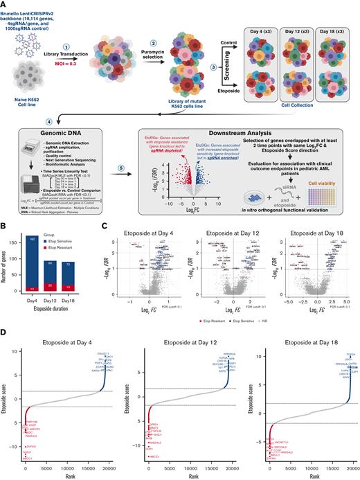 Summary of significant genes hit from etoposide CRISPR screen. (A) CRISPR/Cas9 loss-of-function screening overall schema. (B) Significant genes were identified by CRISPR screen at day 4 (early), day 12 (intermediate), and day 18 (late) in response to etoposide exposures, with EtoSGs highlighted in blue and EtoRGs highlighted in red (FDR < 0.1). (C) Volcano plots of gene hits with log2(FC) values between the 3 exposures times of etoposide. (D) Rank plots of the top 10 EtoRGs and EtoSGs with their respective etoposide scores across 3 time points, with a higher negative score indicating increased etoposide resistance and a higher positive score indicating increased etoposide sensitivity. EtoRGs, etoposide resistance genes; EtoSGs, etoposide sensitive genes.