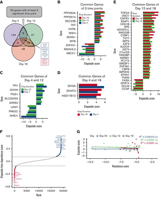 Integration of significant genes hit across 3 time points of etoposide exposures. (A) Venn diagram of significant genes identified by CRISPR screening at day 4 (purple), day 12 (green), and day 18 (orange), with 8 EtoSGs (blue) and 3 EtoRGs (red), were common at all time points. (B) Eleven EtoSGs/EtoRGs at all time points of etoposide exposure. (C) Eight EtoSGs/EtoRGs at day 4 and day 12 of etoposide exposure. (D) Three EtoSGs/EtoRGs at day 4 and day 18 of drug exposure. (E) Twenty-eight EtoSGs/EtoRGs at day 12 and day 18 of etoposide exposure. (F) Twenty-five significant genes with etoposide time dependence score derived from MAGeCK-MLE, where fitting time linearity of etoposide score with time points of day 0 (time 0), day 4 (time 1), day 12 (time 2), and day 18 (time 3), where high etoposide time dependence score indicating genes exhibit consistent etoposide response changes. All significant genes were identified at FDR < 0.1. (G) Spearman rank correlation between significant EtoRGs genes with only negative etoposide score (resistance score) and their corresponding essential score at each time point. The etoposide score was determined by comparing etoposide to vehicle control at each time point, whereas the essential score was determined by comparing vehicle control at each time point to day 0, with “ns” indicating P > .05.