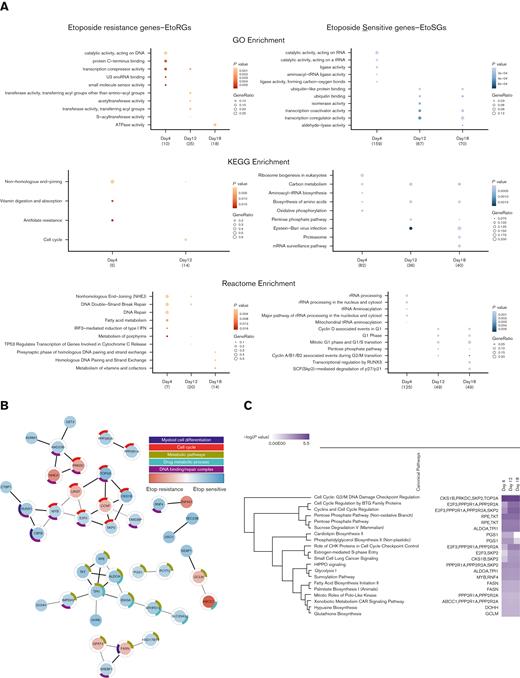 Functional pathway enrichment and PPI of the candidate genes. (A) Functional pathway enrichment with GO, KEGG, and Reactome comparing across all time points of significant EtoRGs (12 genes for day 4, 25 genes for day 12, 19 genes for day 18) and EtoSGs (160 genes for day 4, 69 genes for day 12, 72 genes for day 18). (B) STRING PPI network of 50 genes with at least 2 significant time points (nodes represent proteins, and edges connecting nodes represent interaction with concealing singletons). (C) The IPA canonical pathway hierarchical clustering of 50 significant candidate genes over 3 time points reveals shared canonical pathways (FDR < 0.05).