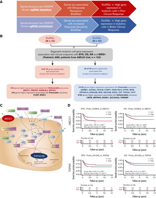 Clinical relevance of etoposide CRISPR screen and etoposide pharmacology genes. (A) Schematic showing anticipated relationship between significant hits from CRISPR screen and association with clinical outcome in AML. (B) Flowchart and summary results of association analysis between diagnostic leukemic cell gene expression levels of EtoRGs (n = 10 genes) and EtoSGs (n = 40 genes) with 4 clinical outcome endpoints (EFS, OS, RR, and MRD1) in pediatric patients with AML from St Jude AML02 trial. Twenty-six genes significantly associated with at least 1 clinical outcome (P < .05 in Cox proportional hazard, fine method of Gray, and logistic regression) are listed; of these, 19 showed significant association with consistent direction. (C) Etoposide pharmacology pathway (PharmGKB.org) highlighting roles of ABCC1 and TOP2A. (D) Kaplan-Meier survival curves showing high ABCC1 expression and low TOP2A expression associated with poor OS and EFS (∗, ∗∗, ∗∗∗ indicate significant terms at the P < .05, P < .01, and P < .001 statistical levels, respectively). Gene expression association analysis was performed with (referred as Risk adj) or without adjusting (referred as Unadj) for initial risk–group assignment.