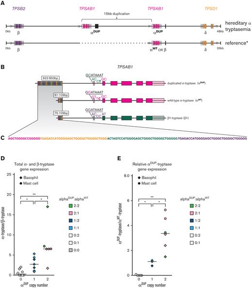 TPSAB1 duplications occur at 16p13.3 and are linked to an expanded promoter associated with αDUP-tryptase overexpression. (A) Location and orientation of the 15-kb tandem duplication of TPSAB1. (B) Alignment of αDUP-, αWT-, and β-tryptases with unique 5′ variants and size of promoter repeat regions indicated; (C) repeat motif within promoter regions. Relative total α- to β-tryptase gene expression (D) and αDUP-tryptase relative to αWT-tryptase gene expression (E) in ex vivo basophils and cultured primary mast cells. ∗P < .05; ∗∗P < .005.