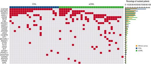 Mutational profile of patients with CNL and aCML. Right panel shows all the samples and their mutated genes (blue CNL cases and green aCML cases). Left panel represents the percentage of patients with mutation for each gene in the whole series and for patients with CNL and aCML, respectively.